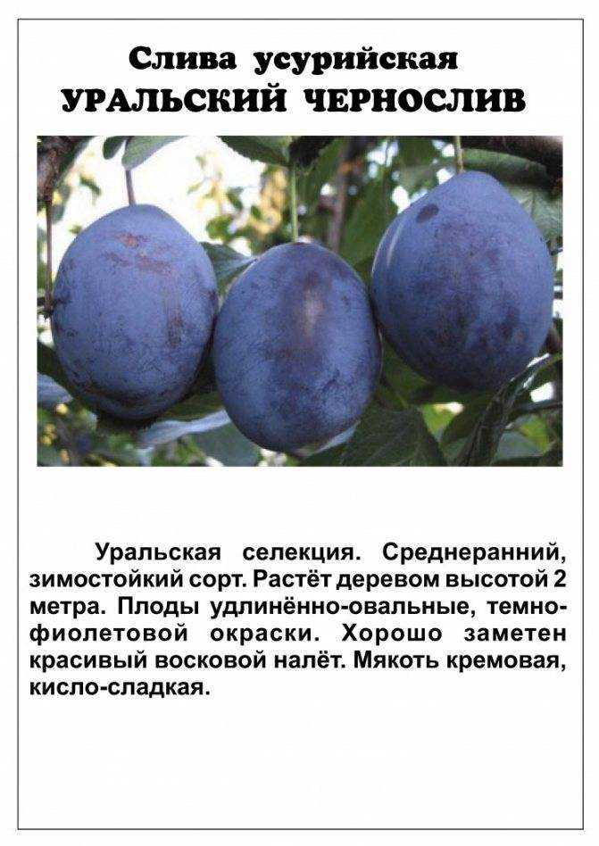 Обзор лучших самоплодных сортов слив и особенности ухода за ними