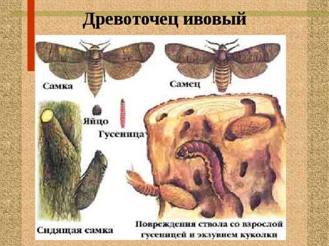 Древоточец пахучий, описание, фото, чем опасен, меры борьбы, профилактика