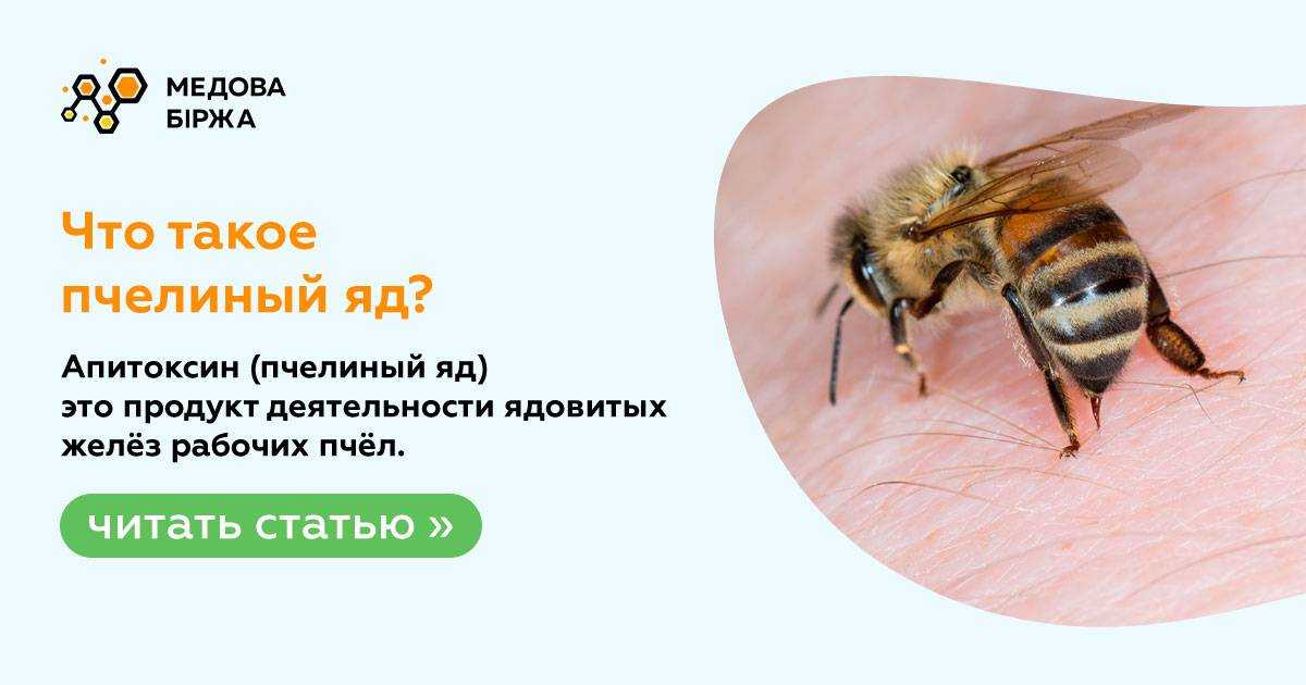 Польза и вред пчелиного яда на организм. действие пчелиного яда на организм человека