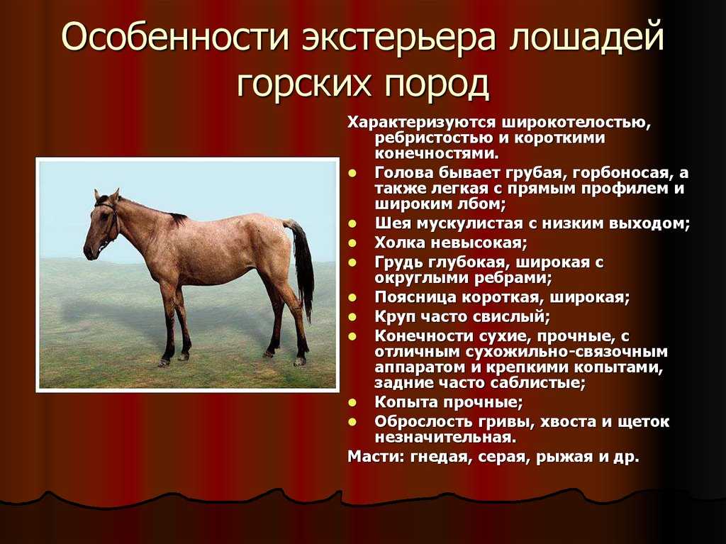 Лошади тяжеловозы: породы коней тяжеловесов, фото, описание