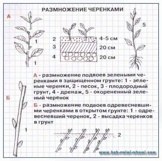 Как размножить сливу корневой порослью: подробное руководство