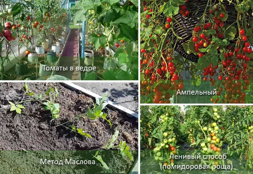 Выращивание помидоров по маслову – увеличение урожая в 8 раз: описание метода, особенности подготовки почвы и семян томатов, а также инструкция по посадке и уходу