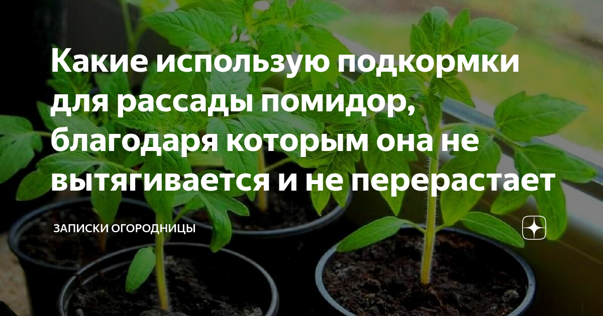 Чем подкормить рассаду перца для роста, чтобы были толстенькие | подкормка и как ухаживать за перцем