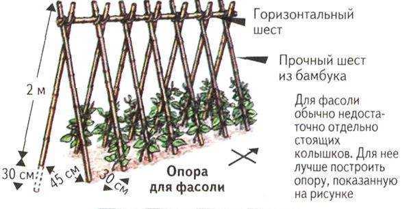 Посадка фасоли в открытый грунт: что нужно учесть selo.guru — интернет портал о сельском хозяйстве