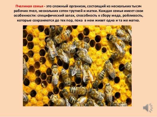 Как объединить два улья пчелосемьей?
