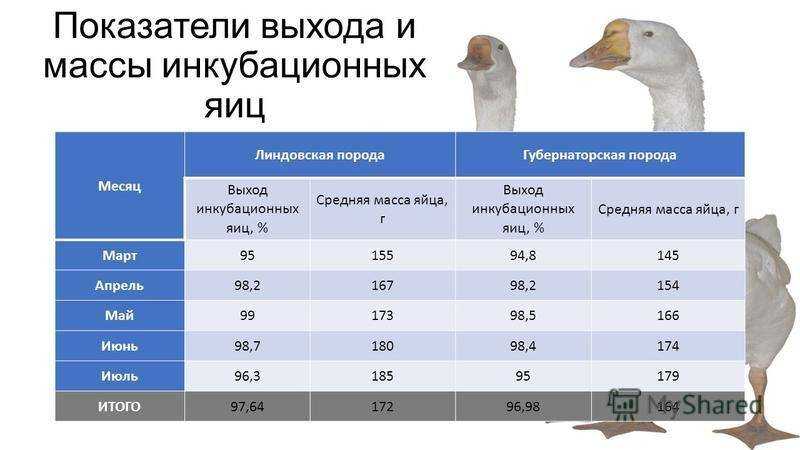 Губернаторские гуси: описание породы, характеристика, фото — selok.info