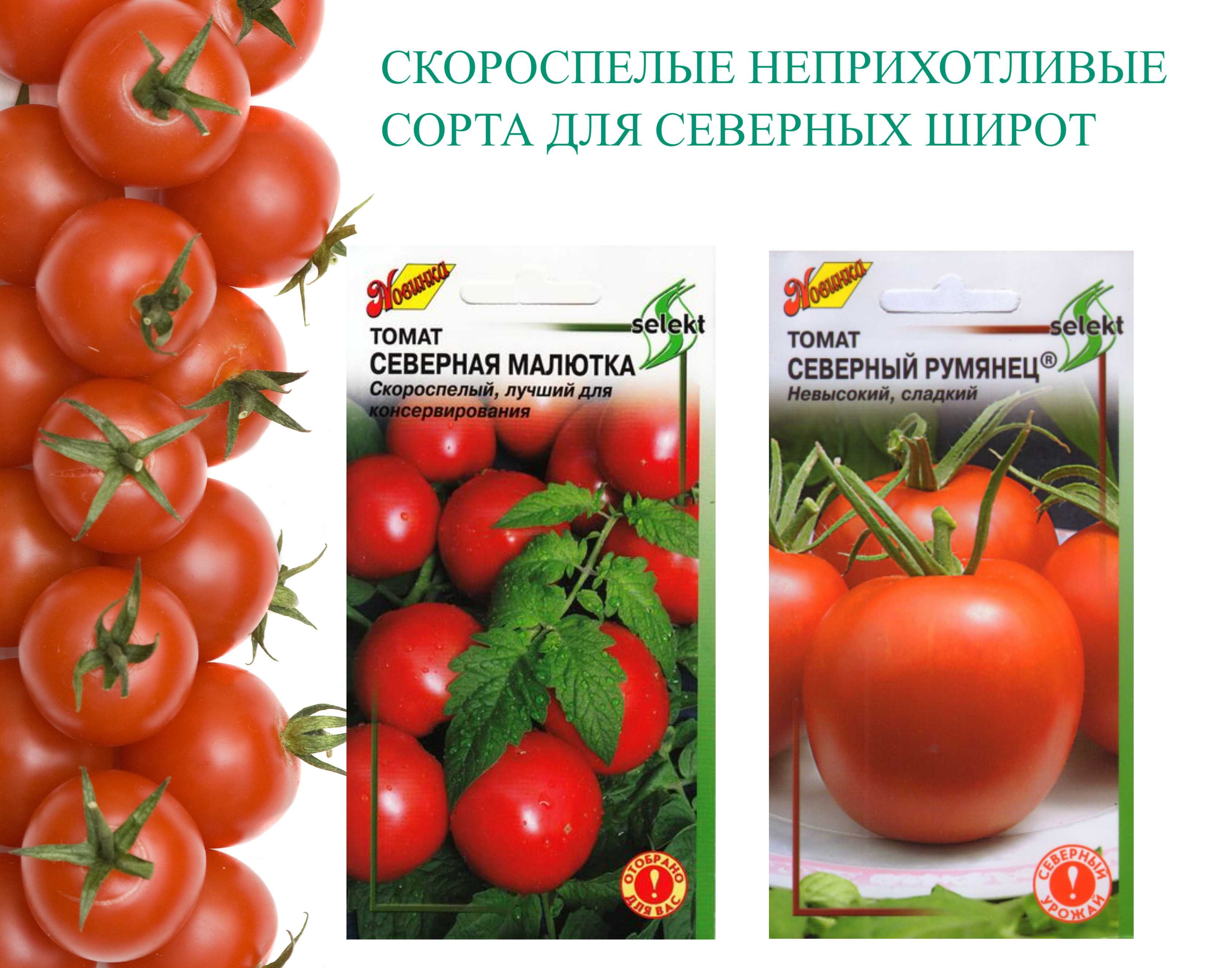 Томат северный румянец: характеристика и описание сорта с фото