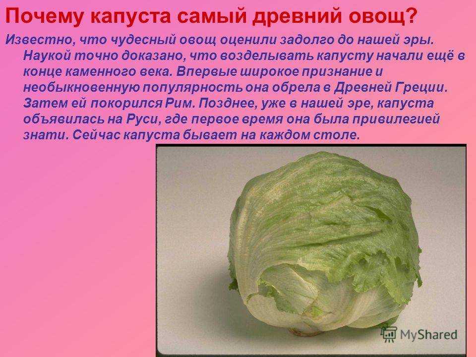 Виды капусты: названия всех лучших ранних и поздних сортов этого овоща, какие бывают для сибири и иных регионов, а также что такое листовая и кормовая культура?