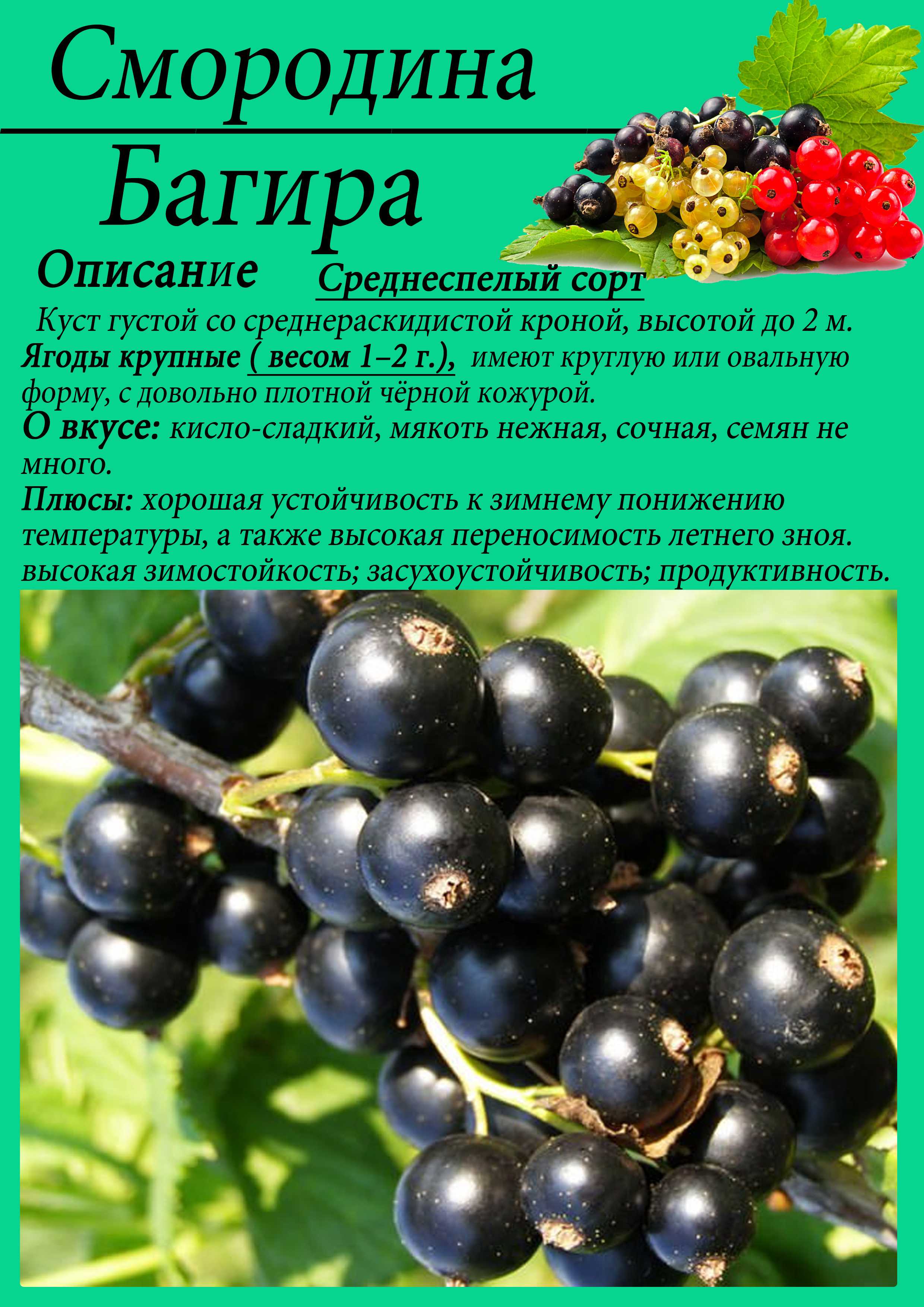 Крупноплодный сорт черной смородины «добрыня»