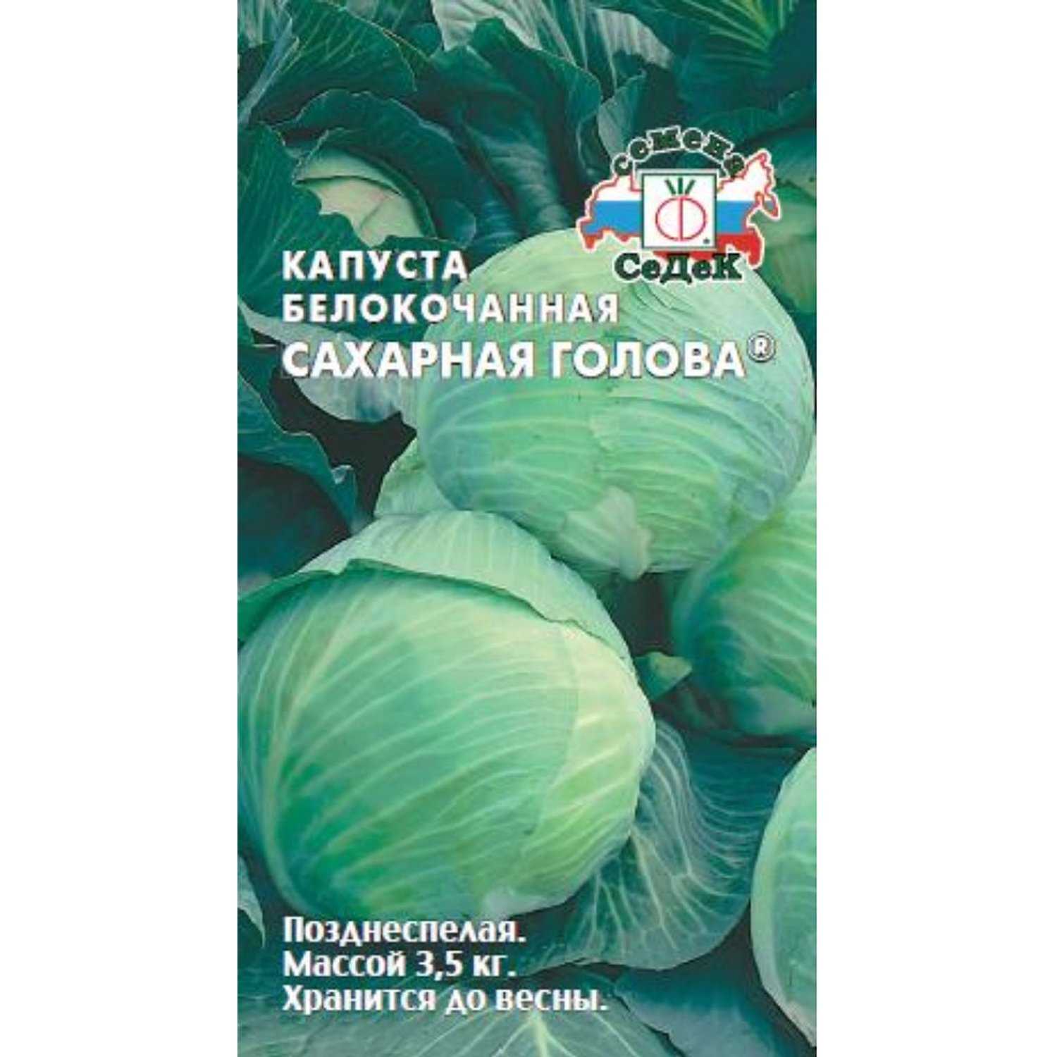 Капуста сахарная голова: описание сорта белокочанного и характеристика, фото семян седек, отзывы садоводов о выращивании и уходе, когда сажать на рассаду