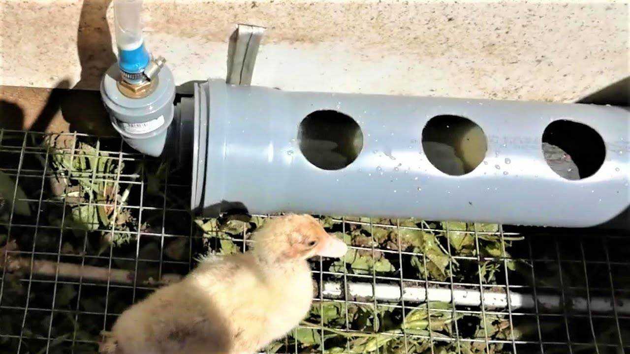 Поилки для уток своими руками: особенности изготовления