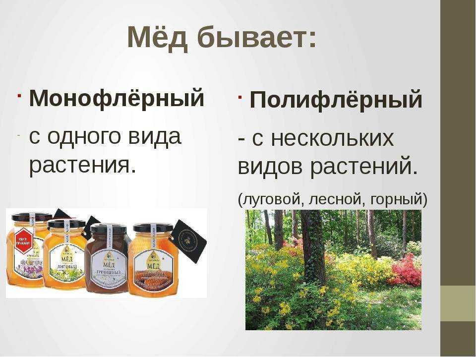 Монофлерный мед: что это такое, основные сорта