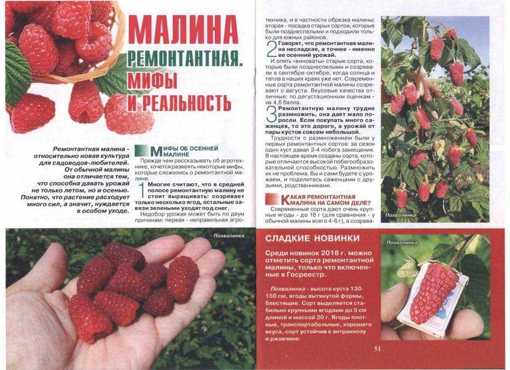 Малина евразия как компромисс между вкусом и урожайностью | ягодный сад, или прикладное садоводство в советах, вопросах и ответах