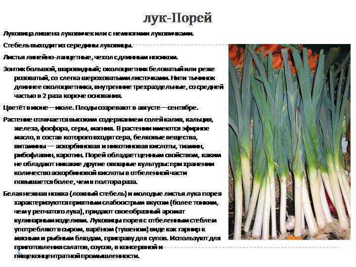 Лук-порей: как использовать и употреблять, как хранить, польза и вред