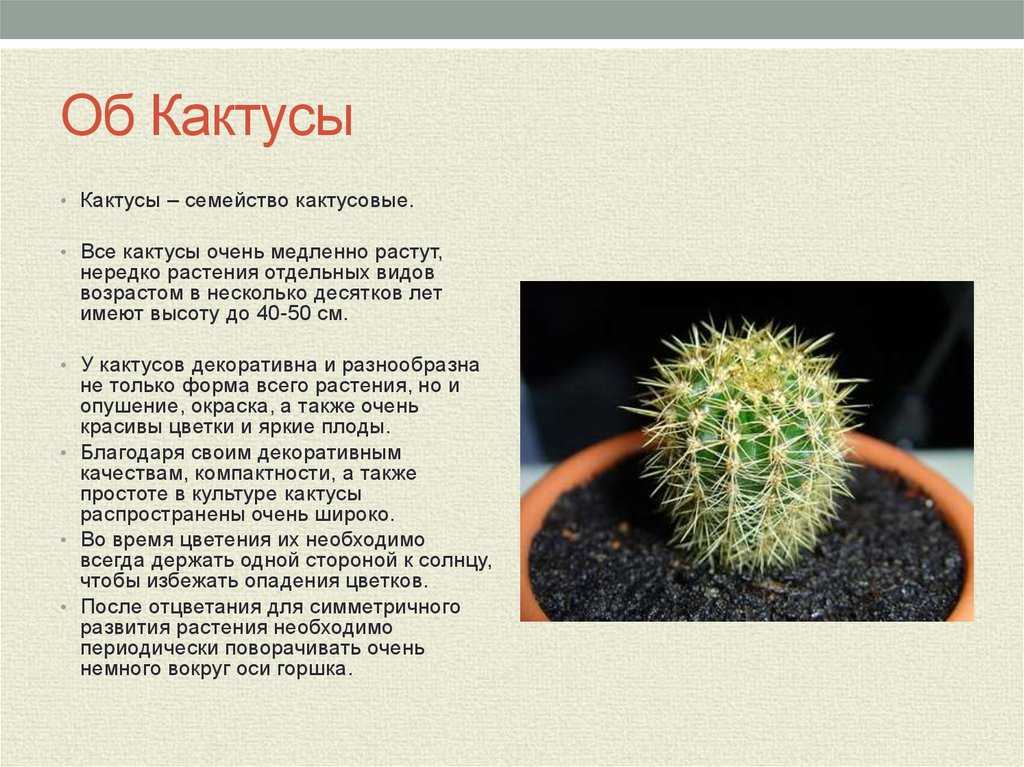 Описание кактуса астрофитума и правил ухода за ним в домашних условиях
