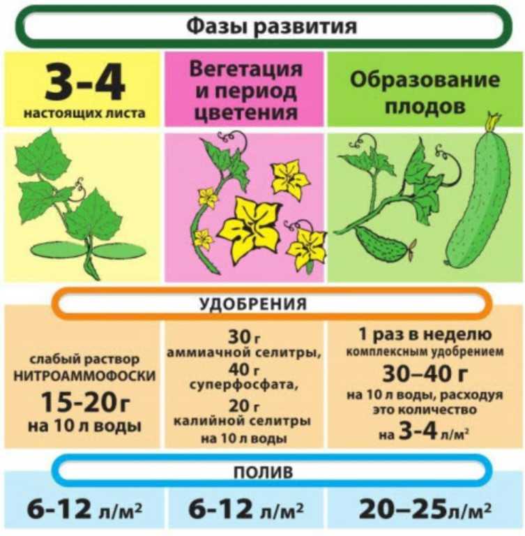 Выращивание дынь – хитрости и подсказки