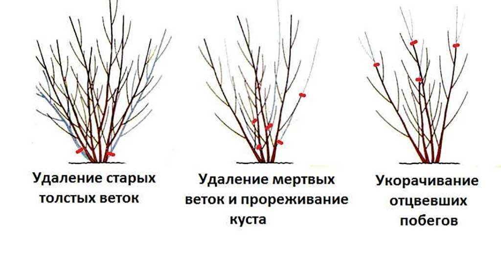 Смородина черная: выращивание, обрезка, размножение