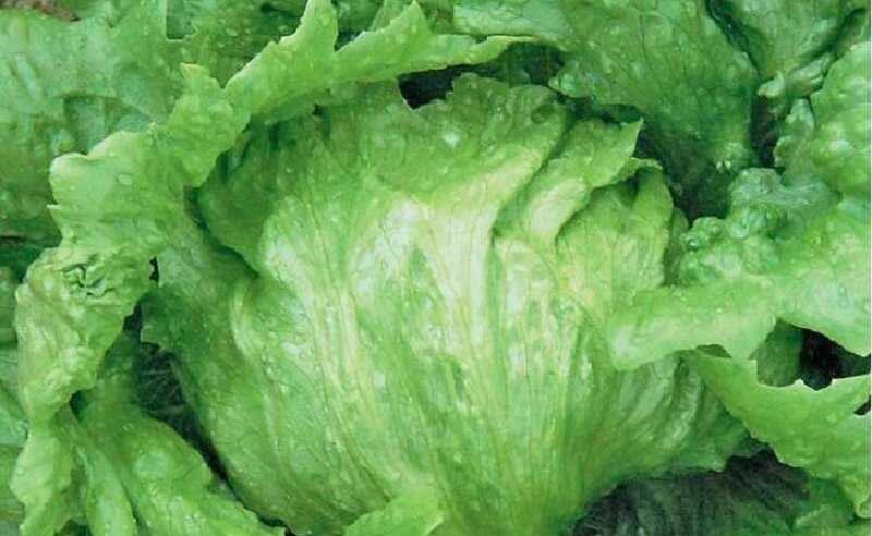 Лучшие сорта салатов для теплиц и открытого грунта на 2023 год: новые и вкусные