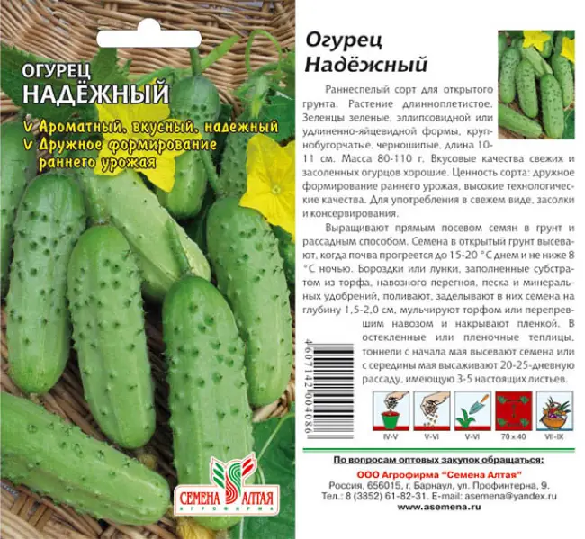 Огурцы сорта нежинский: как правильно выращивать и собирать урожай?