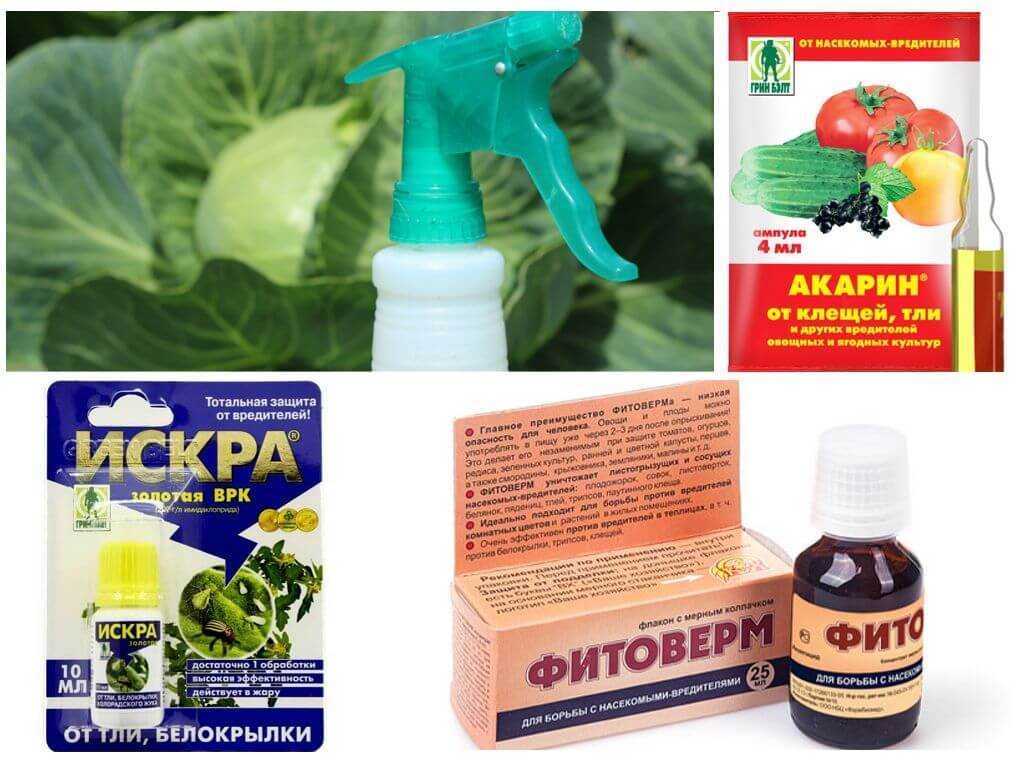 Методы борьбы с вишневой мухой – читайте!