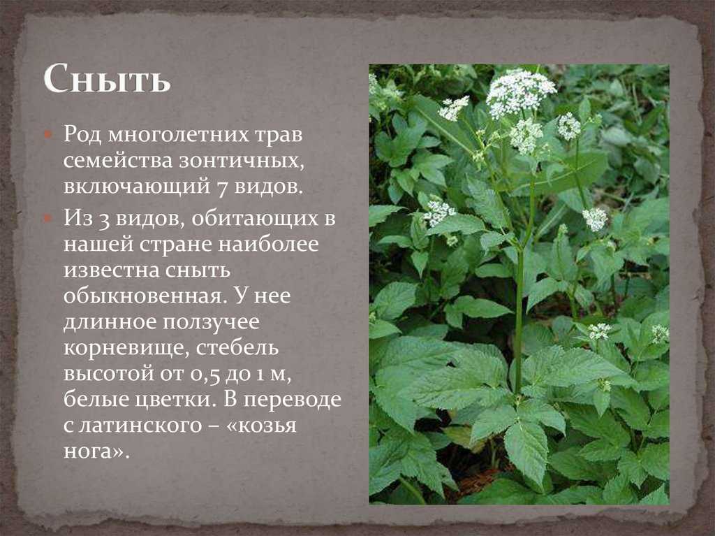 Сныть обыкновенная: описание и фото, полезные свойства травы