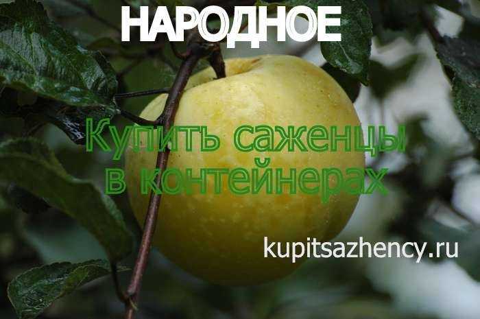 Вкуснейшая яблоня народное: описание, фото