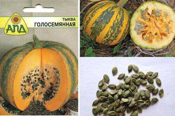Характеристики и описание сортов голосемянной тыквы, выращивание