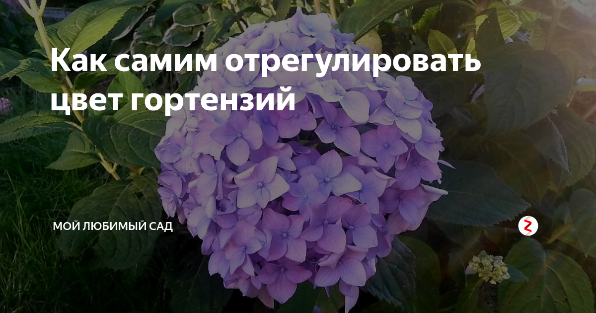 Как изменить цвет крупнолистной гортензии самостоятельно
