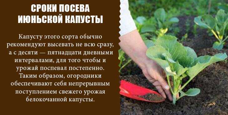 Посадка и уход капусты ? в открытом грунте: как садить рассаду, выращивание белокочанной, как ухаживать, на каком расстоянии сажать, когда высаживать схема, какую почву любит | qlumba.com