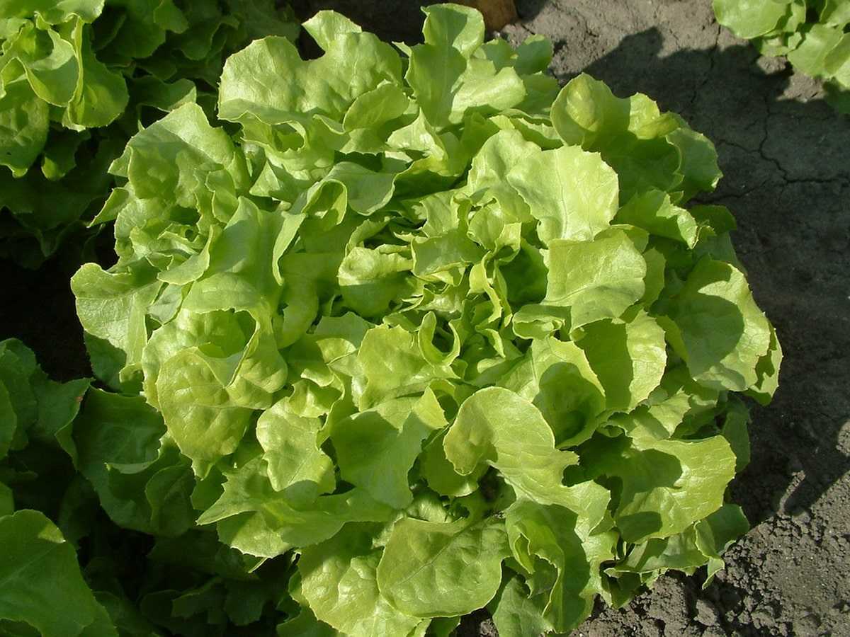 Лучшие сорта салатов для теплиц и открытого грунта на 2023 год: новые и вкусные
