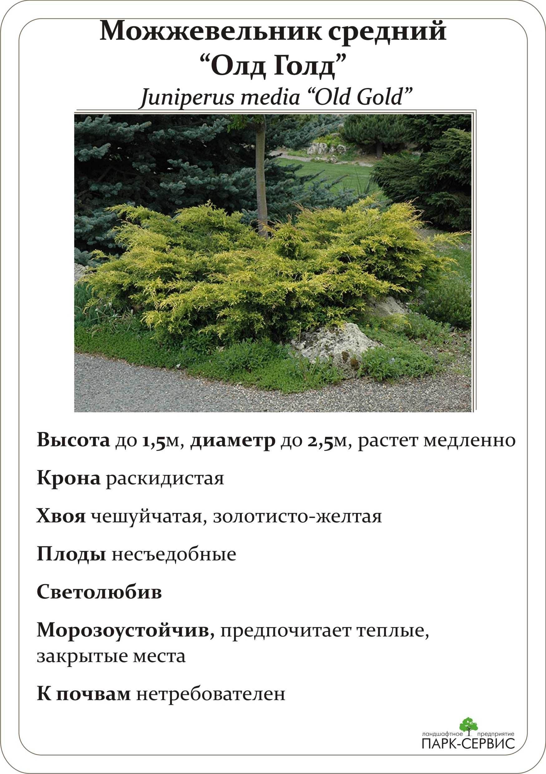 ✅ можжевельник китайский олд голд (old gold): описание с фото, применение в ландшафтном дизайне, посадка и уход - tehnoyug.com