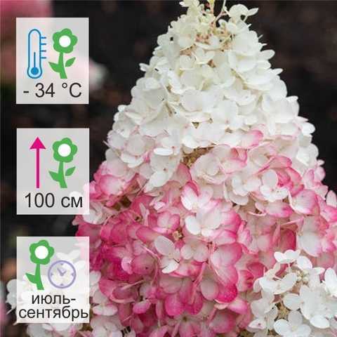 Гортензия метельчатая strawberry blossom (строберри блоссом)