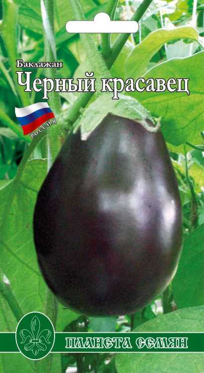 Баклажан черный красавец: топ правила выращивания, описание
