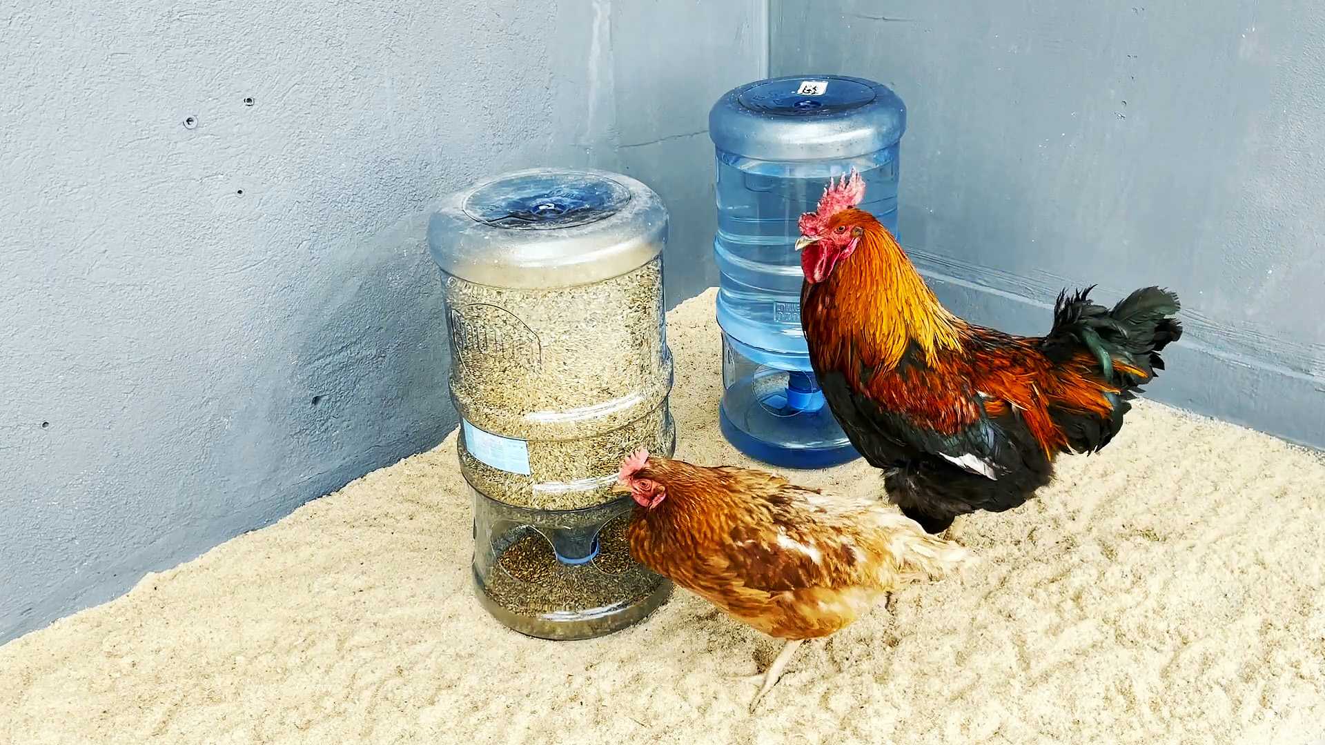 Кормушки для кур своими руками — советы по изготовлению и фото интересных вариантов