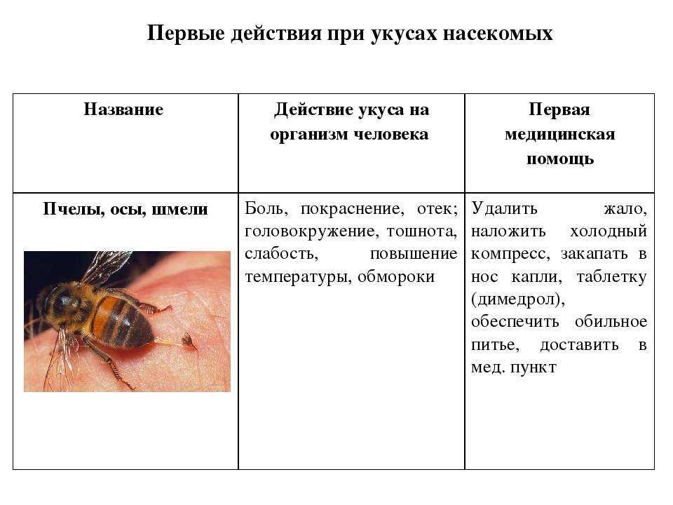 Что делать если укусил шершень: первая помощь при укусе шершня