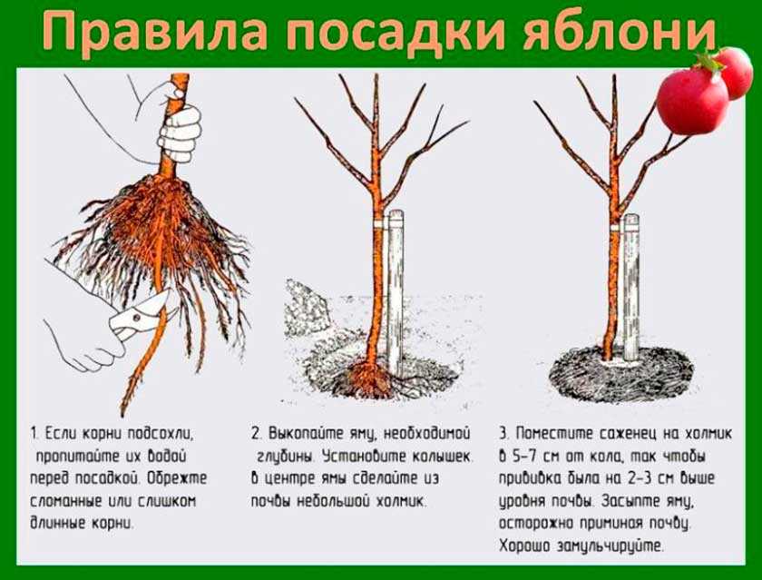 Яблоня сорта «зимняя красавица»: описание и характеристика, агротехника выращивания и ухода за сортом, фото
