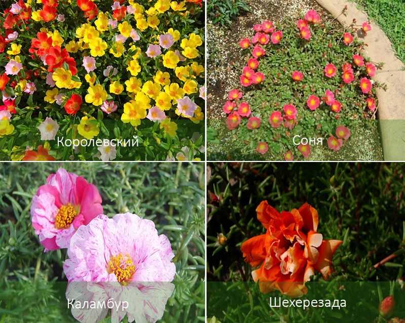 Портулак махровый: выращивание из семян