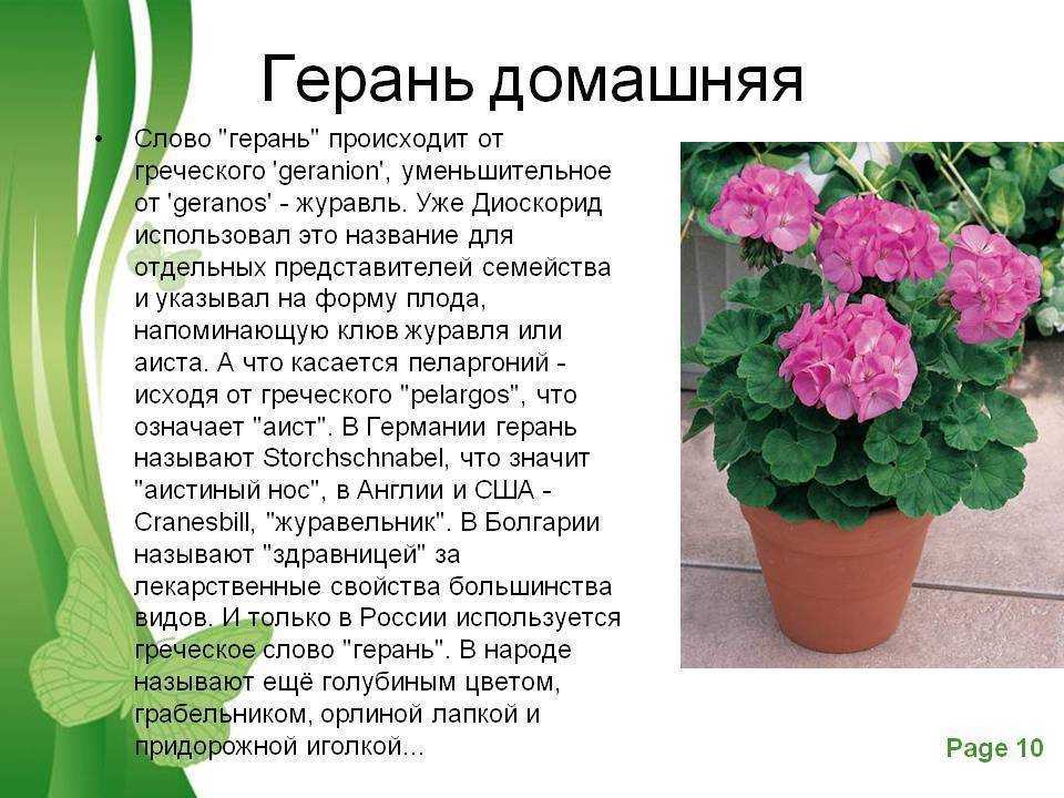 Pac viva rosita: королева розебудных пеларгоний