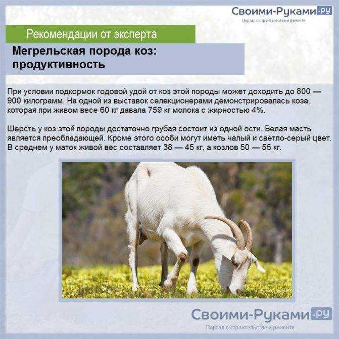 Нубийская коза: описание породы и содержание, продажа молодняка, молока и мяса