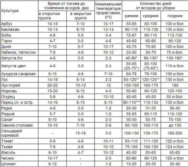 Как вырастить сочную и хрустящую морковь в открытом грунте