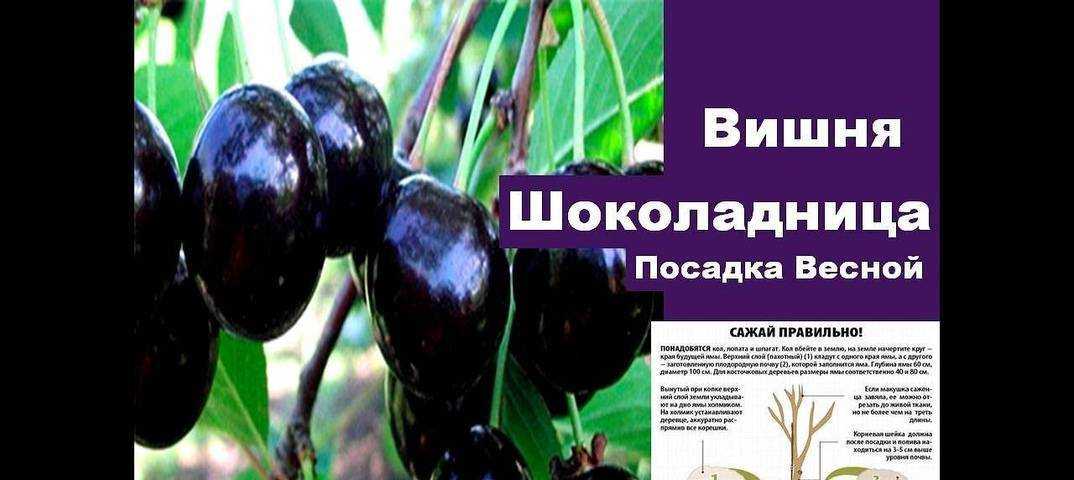Вишня «чернокорка»: преимущества и недостатки сорта, его особенности, правила посадки и ухода, отзывы садоводов