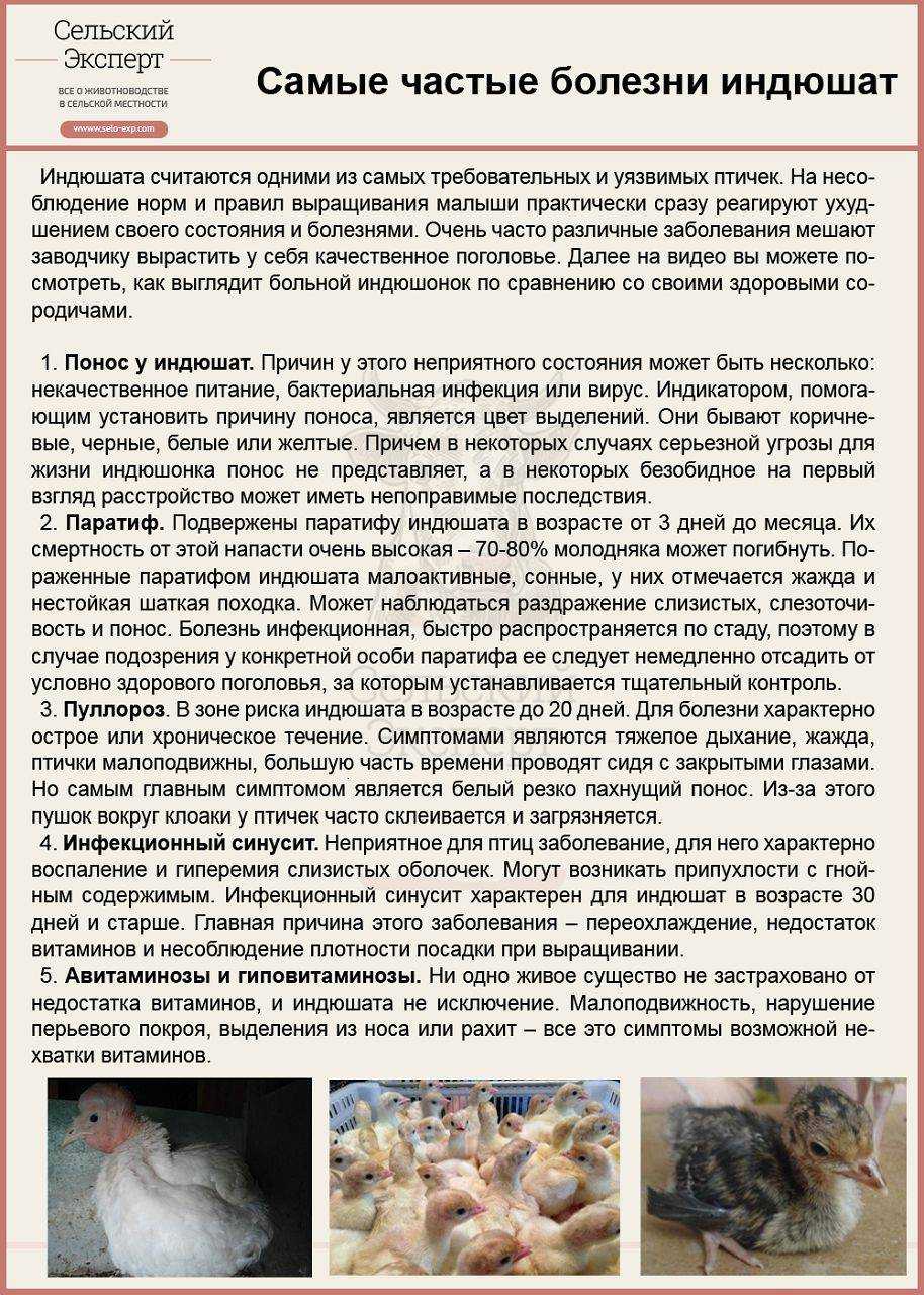 Понос у кур несушек: как лечить и чем, если они поносят белым