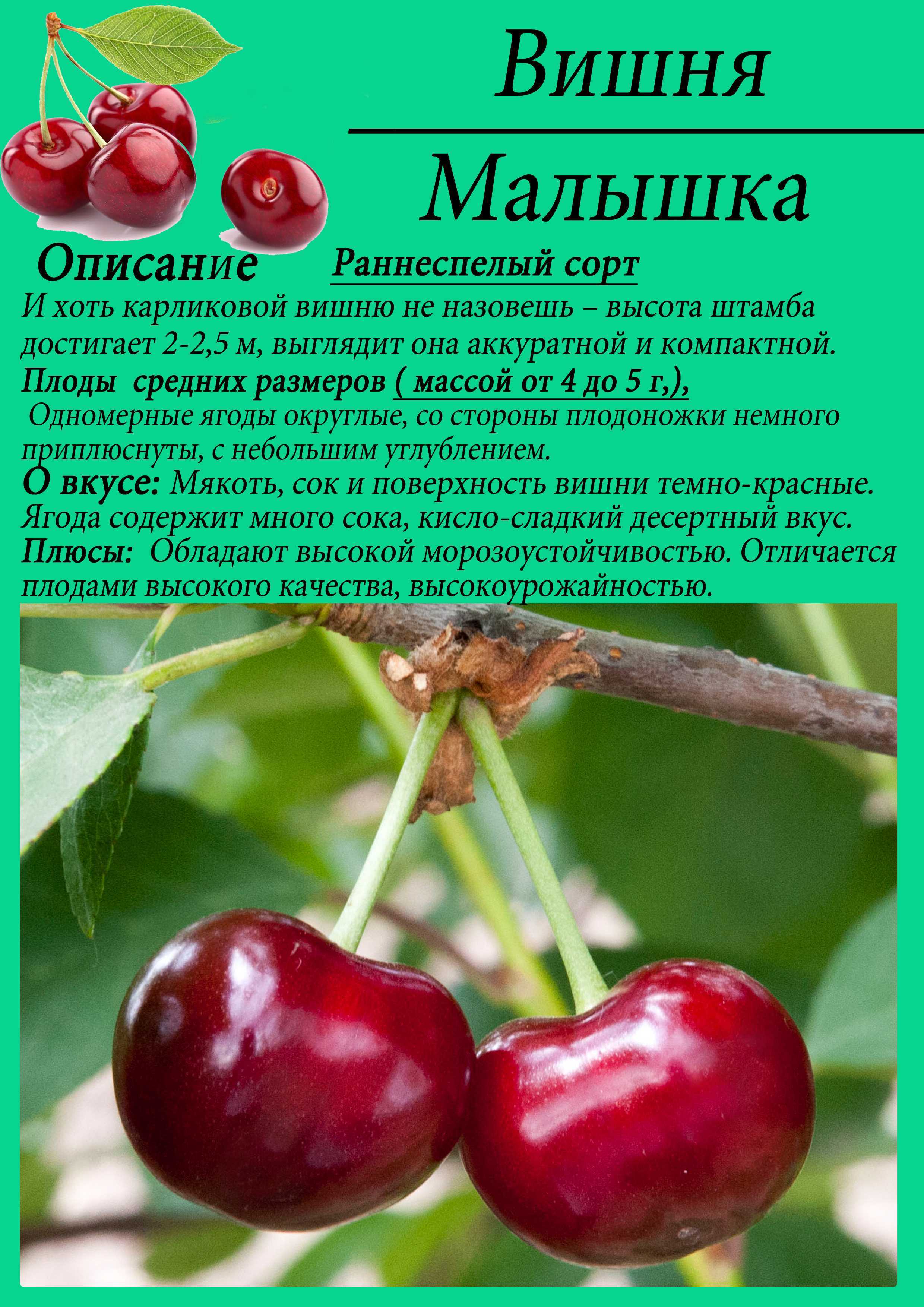 Черешня ипуть: описание сорта, фото и отзывы | всё о сотках