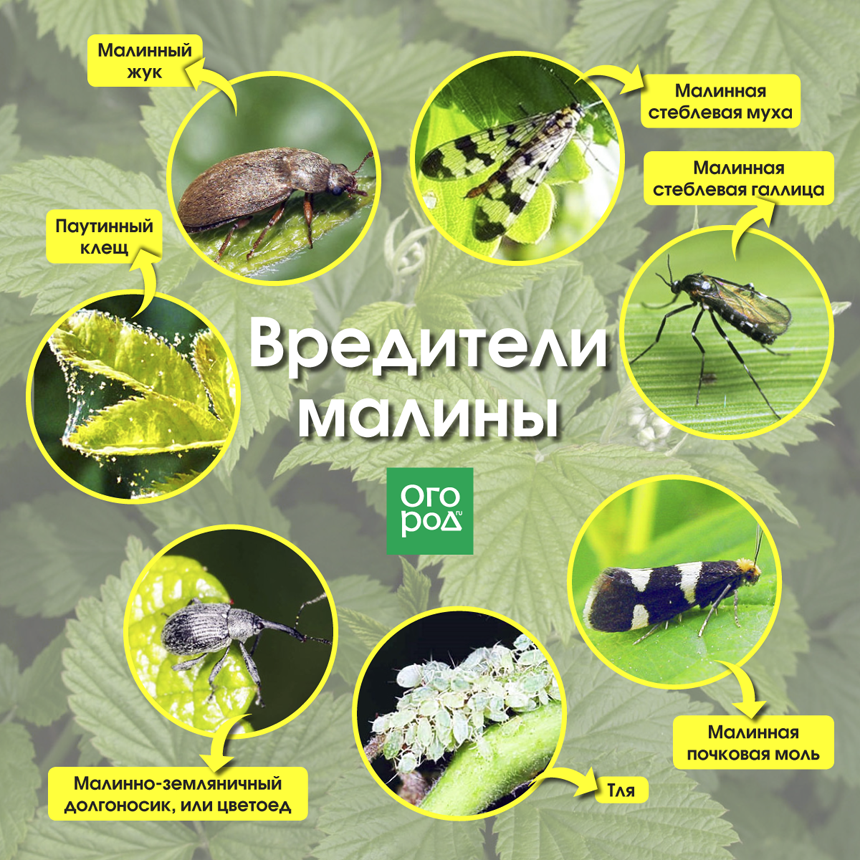 Клубника: болезни и вредители, как бороться, почему сохнет, желтеет и не цветет, фото
