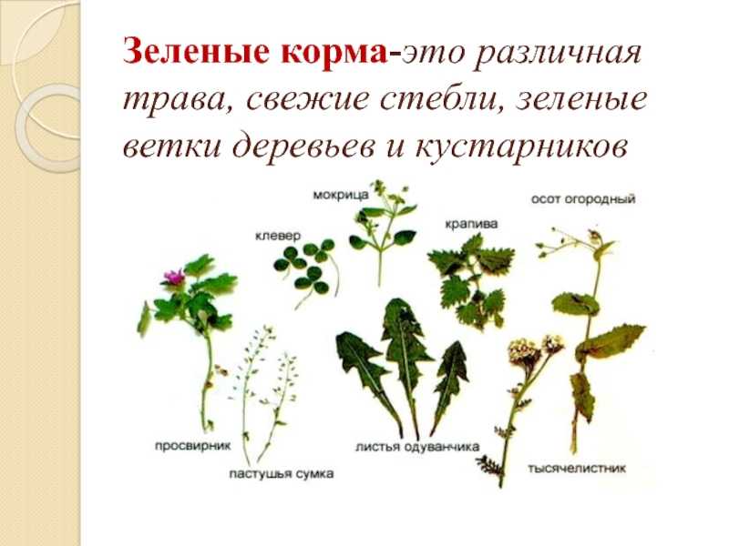 Каким зерном лучше кормить кроликов на мясо в домашних условиях
