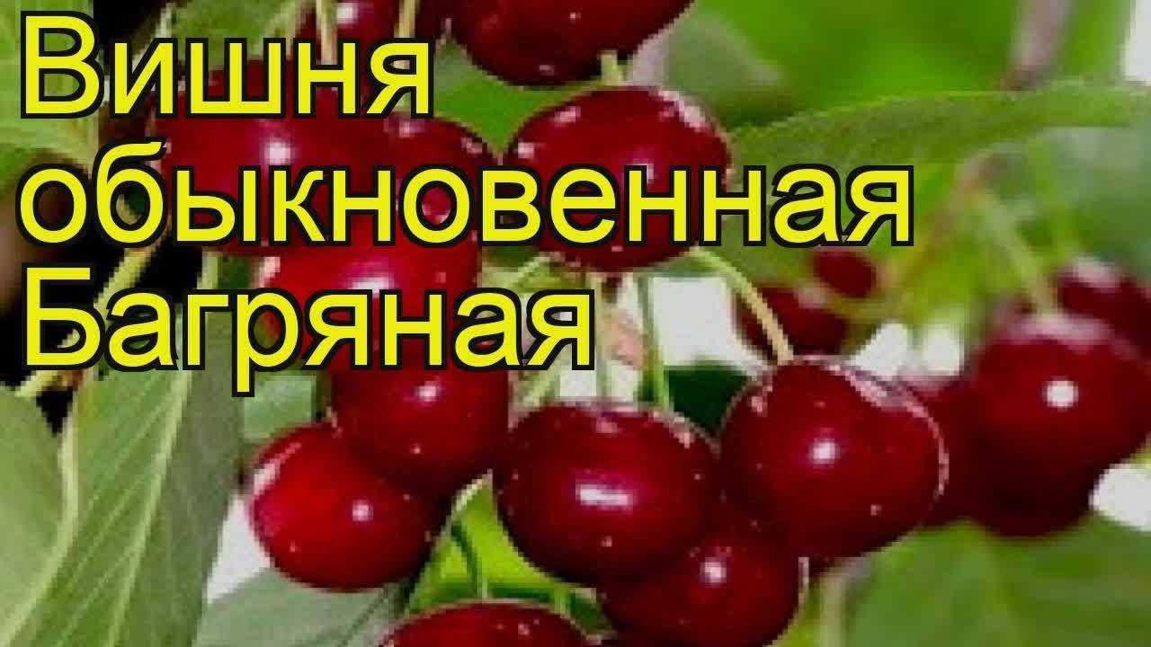 Вишня багряная: описание, выращивание и уход фото