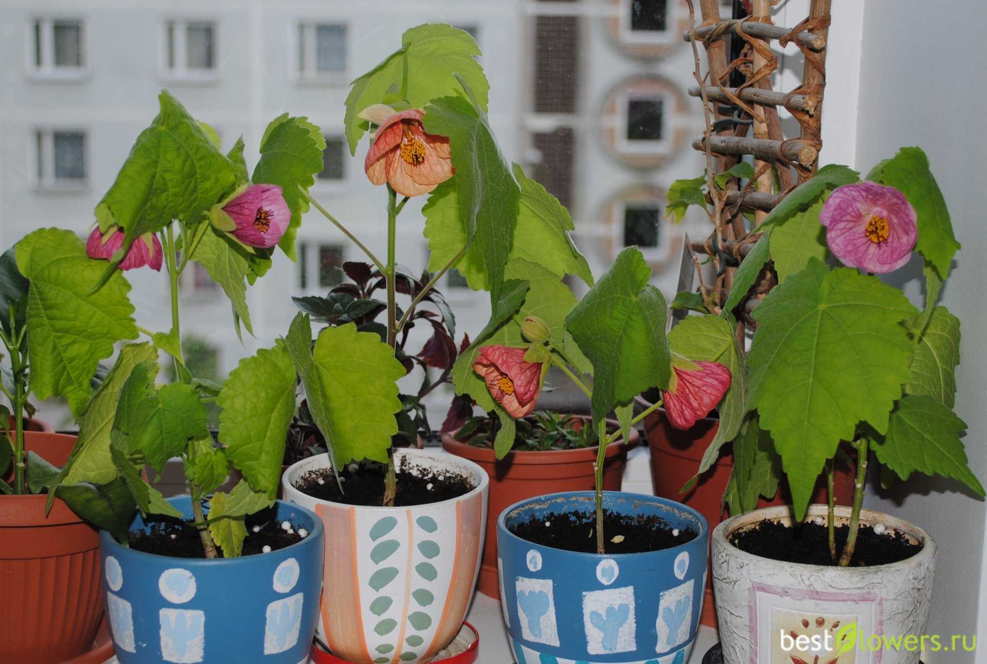 Абутилон abutilon - уход, размножение, формирование абутилона