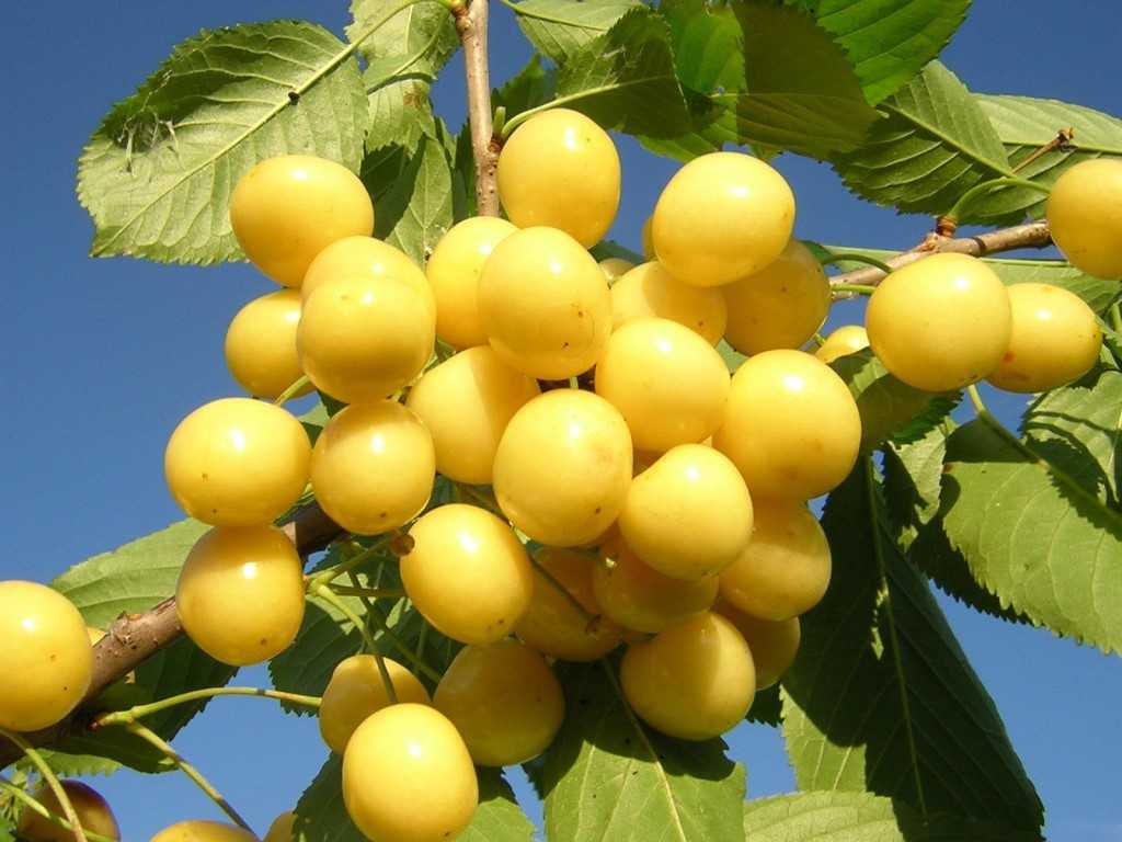20 лучших сортов черешни для подмосковья: самые вкусные и сладкие, крупные, ранние, самоплодные, зимостойкие, желтые, колоновидные
