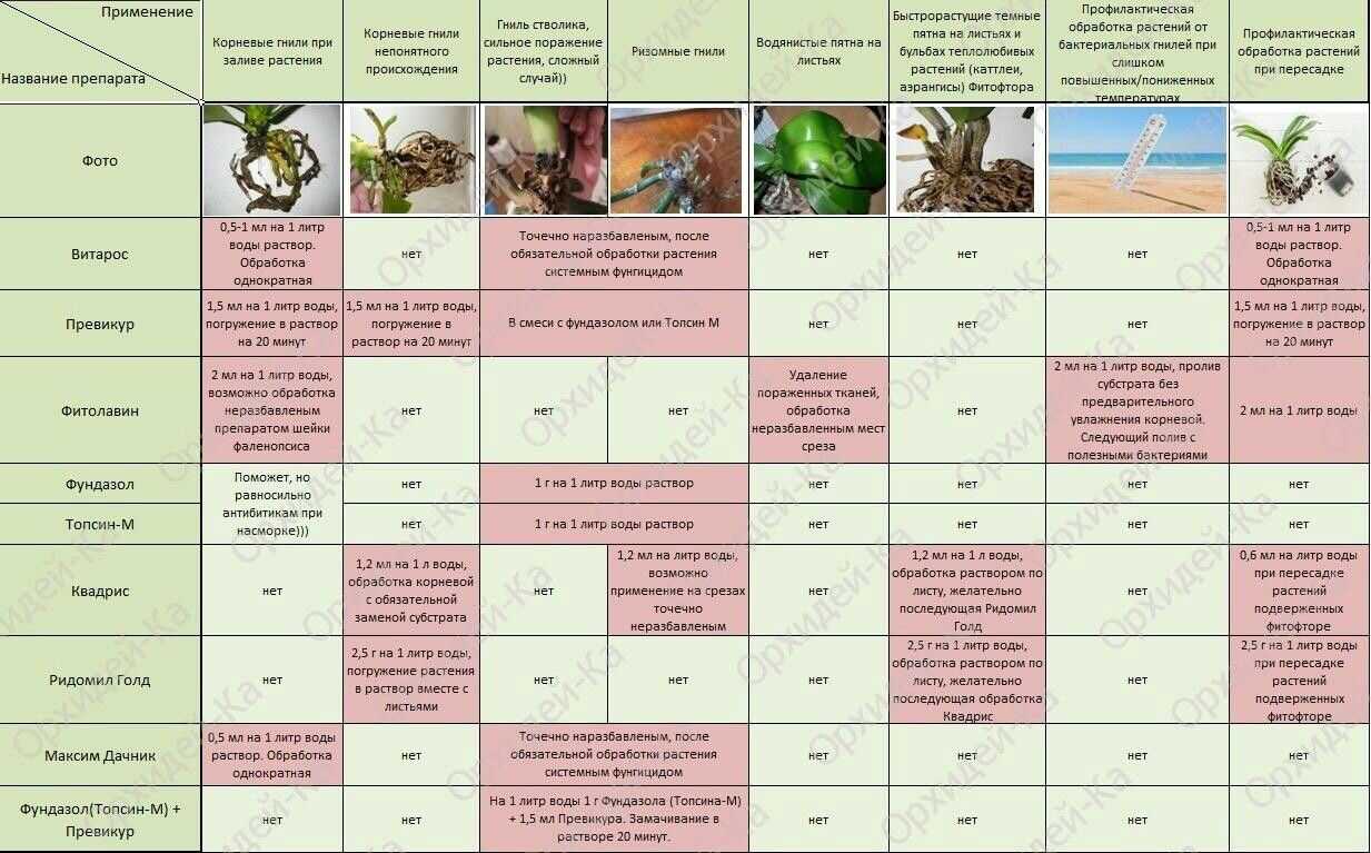 Роза чайно-гибридная голубой нил: описание, фото