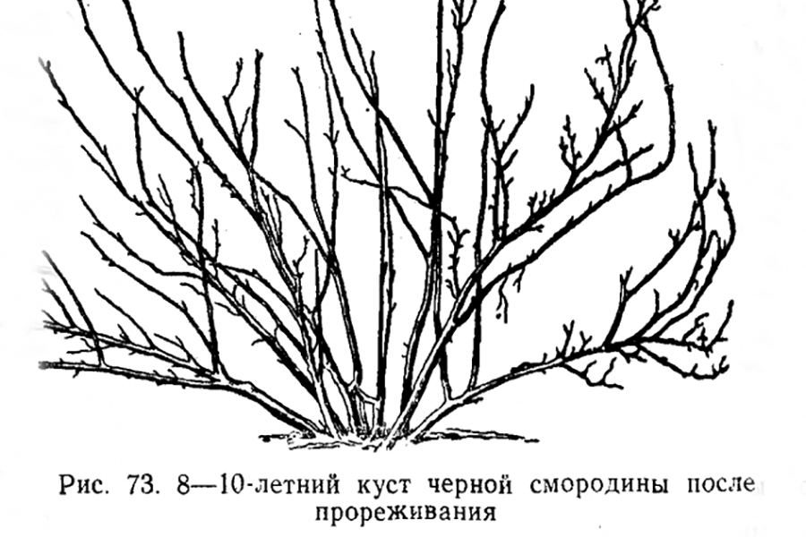 Как омолодить жимолость; можно ли обрезать жимолость
